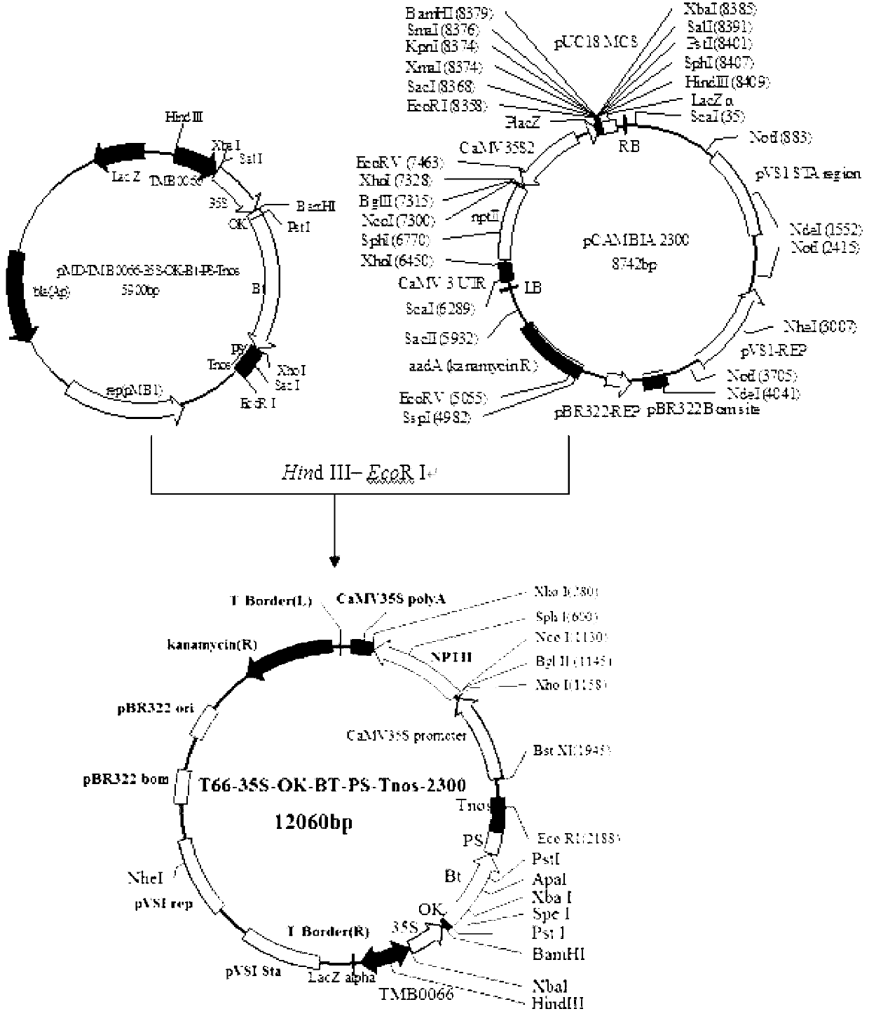 Cotton plant event a-6, as well as detection primer and detection method thereof