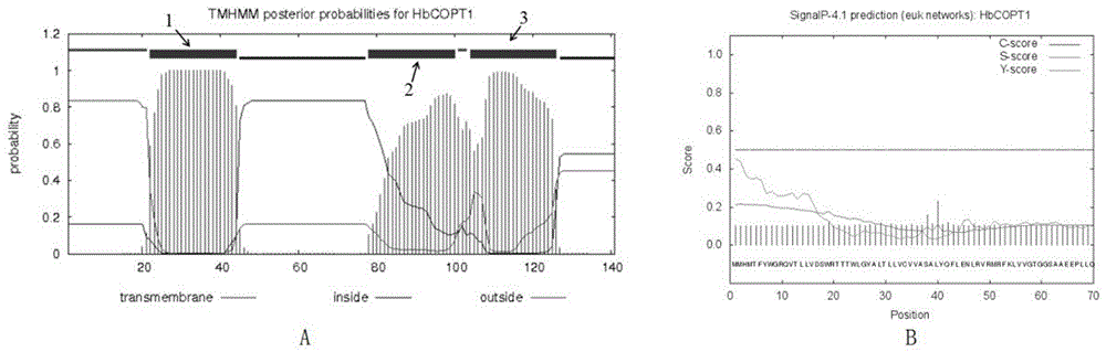 Rubber tree copper ion transport protein and encoding gene thereof