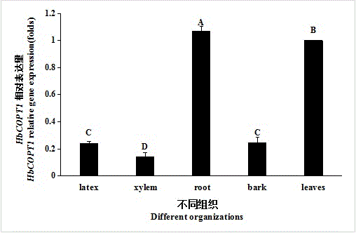 Rubber tree copper ion transport protein and encoding gene thereof