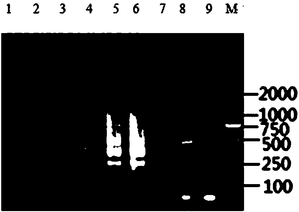 LAMP primer set and detection method for duck-derived components