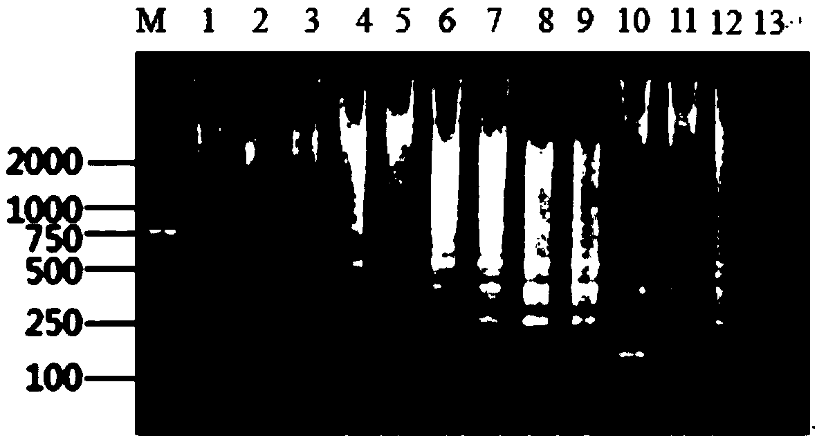 LAMP primer set and detection method for duck-derived components