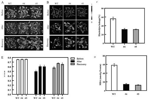 Pyrus betulaefolia ubiquitin ligase gene, encoded protein and application of pyrus betulaefolia ubiquitin ligase gene and encoded protein in drought-resistant genetic improvement of plants