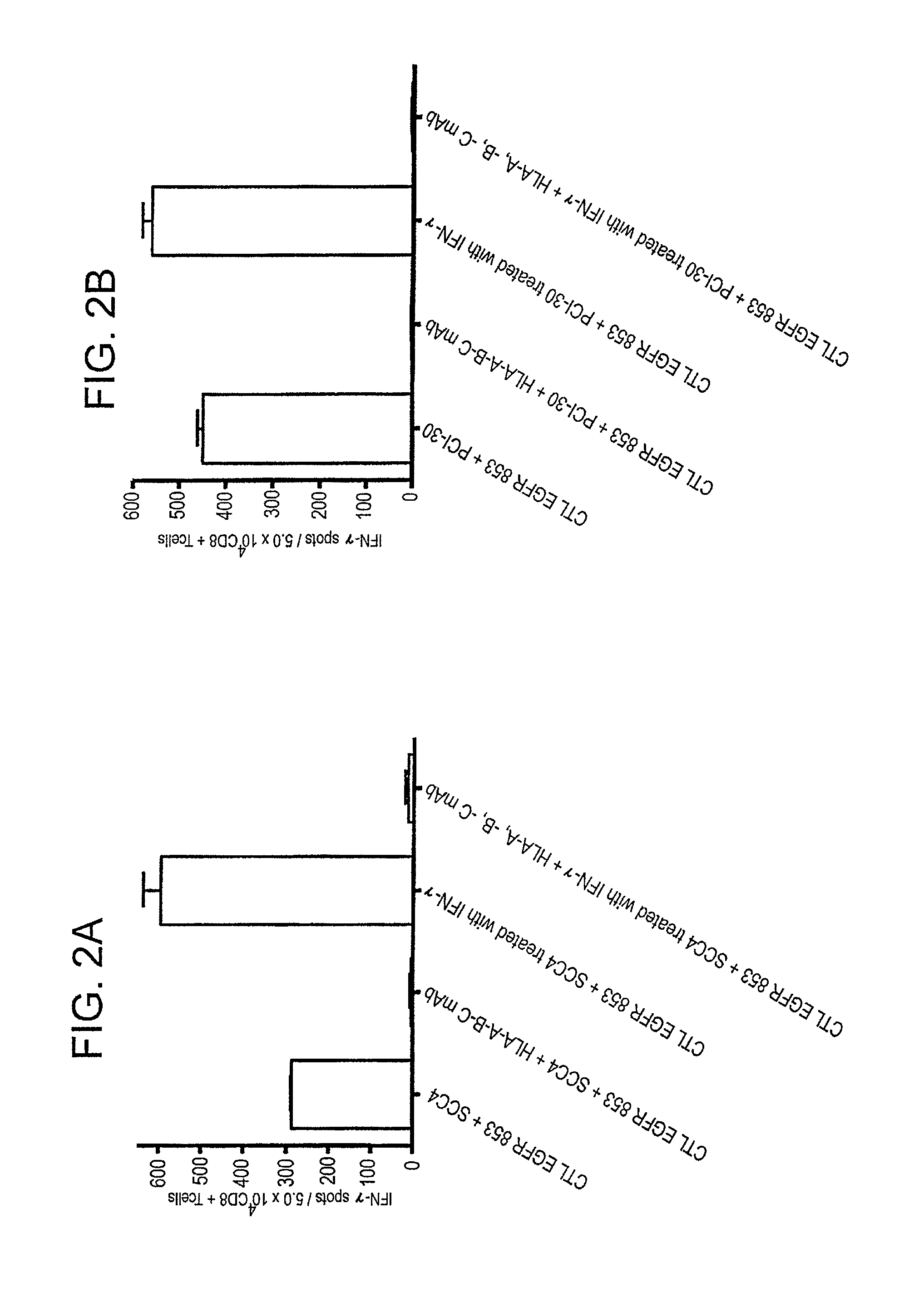 Cytotoxic T cell defined EGFR peptide and an optimized derivative peptide