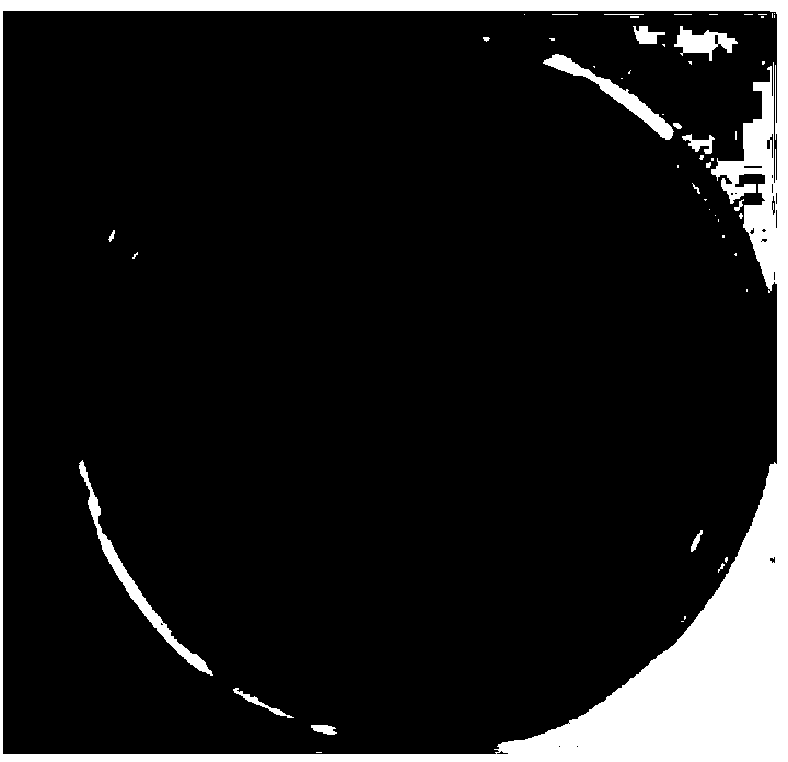 Pear branch degrading fungus and fungicide thereof