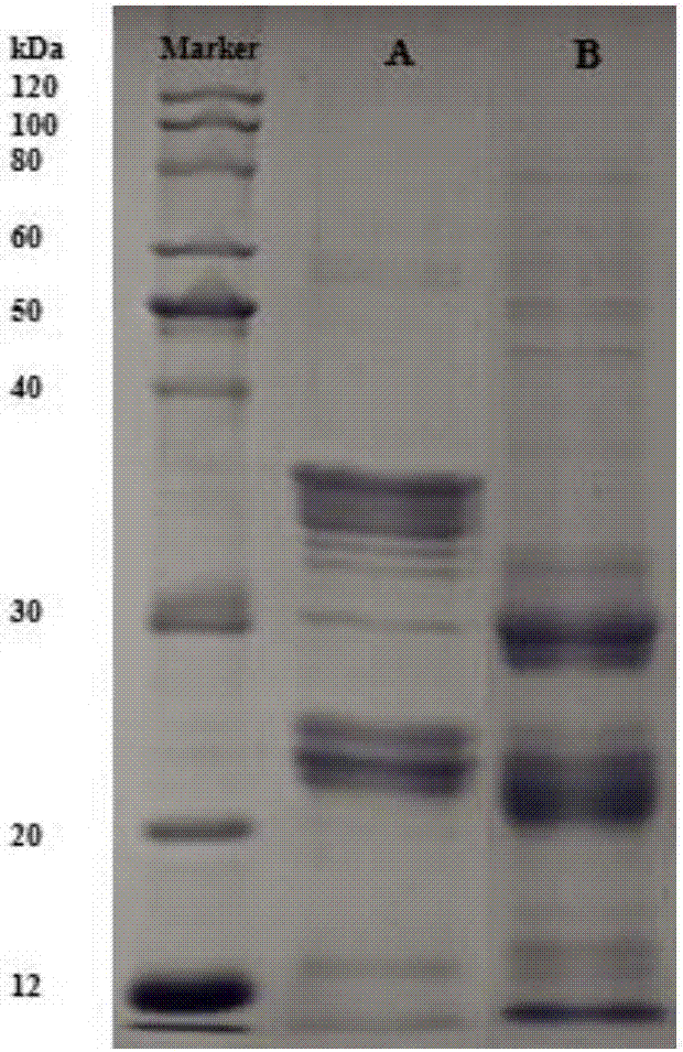 Method for producing naked barley puffed and crisp food by means of hot air-microwave combined drying