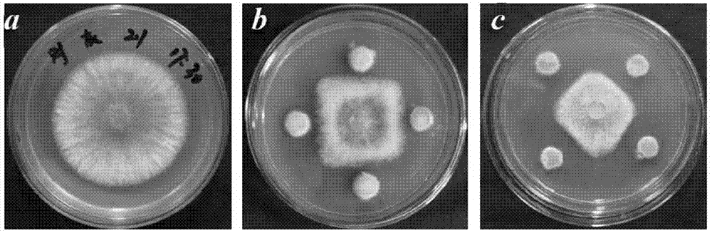 Purpureocillium lilacinum strain with strong virulence to Botrytis cinerea and application thereof