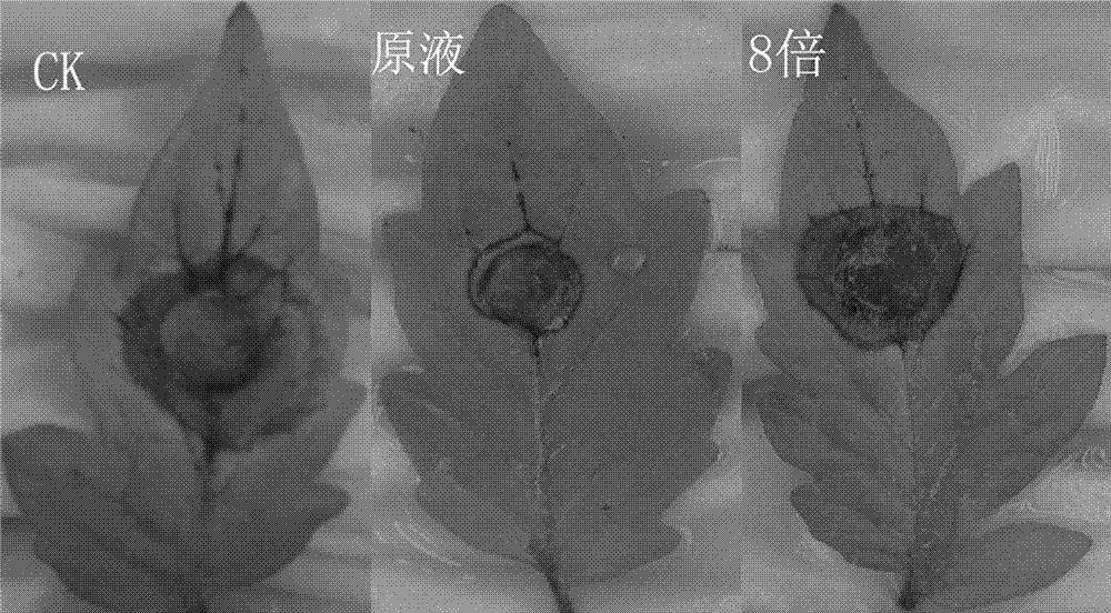 Purpureocillium lilacinum strain with strong virulence to Botrytis cinerea and application thereof