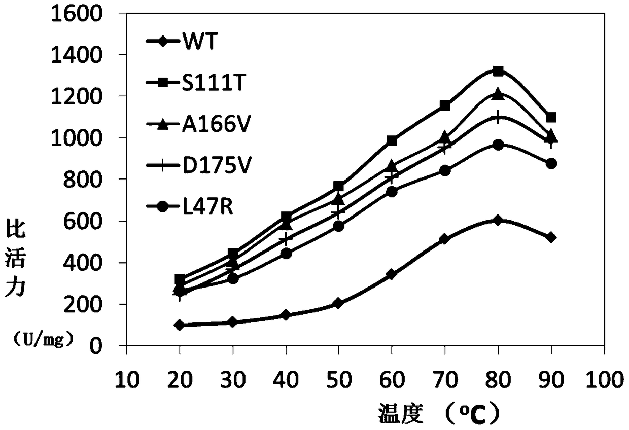 A kind of thermophilic esterase afest mutant and its screening method and application