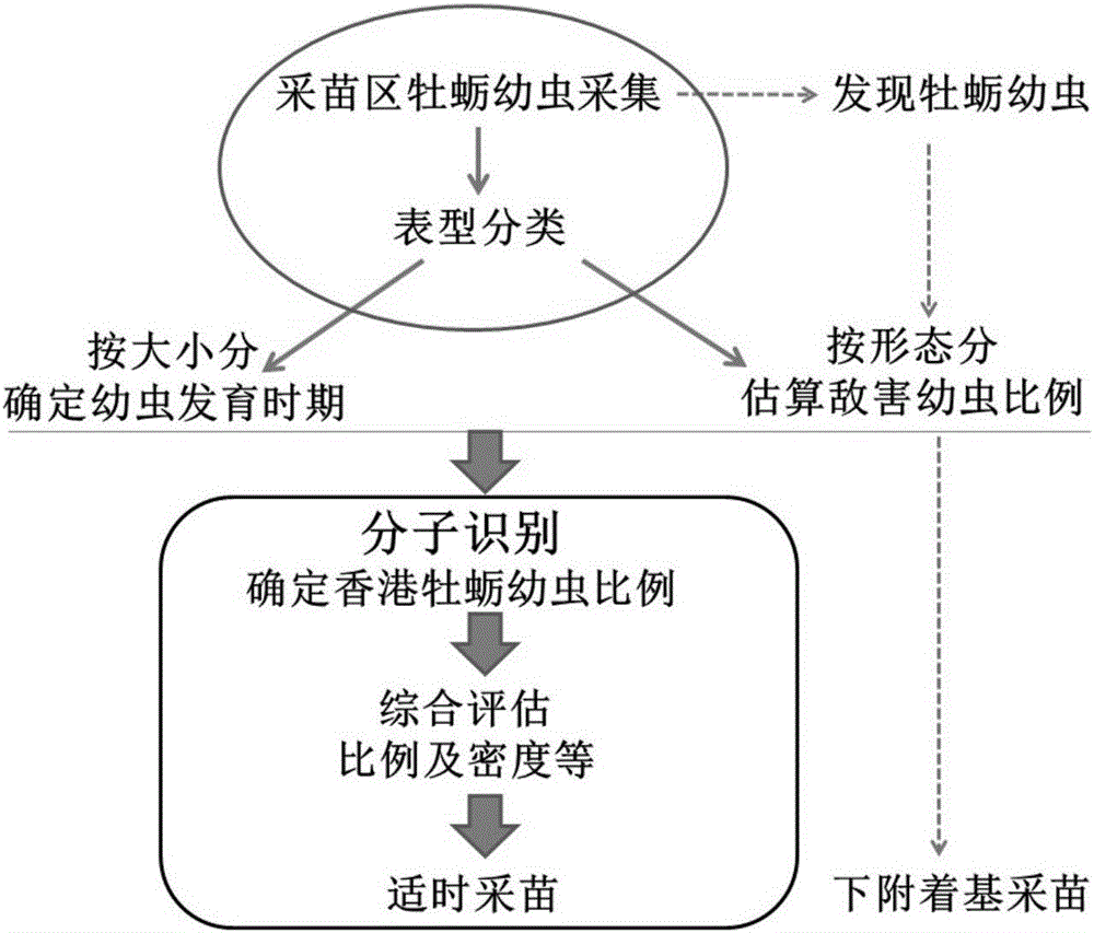 A Forecasting Method for Improving the Efficiency of Natural Seedling Harvesting of Hong Kong Oyster