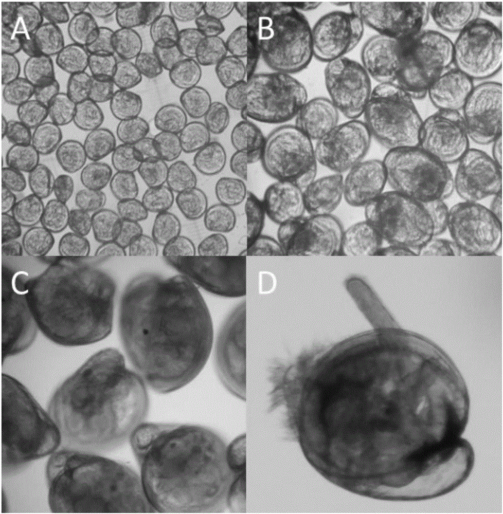 A Forecasting Method for Improving the Efficiency of Natural Seedling Harvesting of Hong Kong Oyster