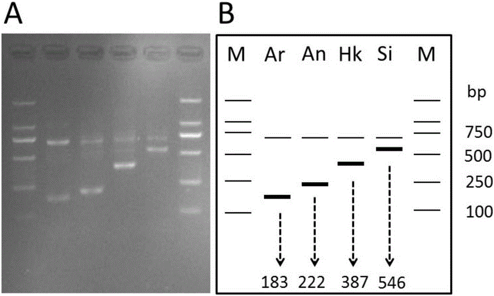 A Forecasting Method for Improving the Efficiency of Natural Seedling Harvesting of Hong Kong Oyster