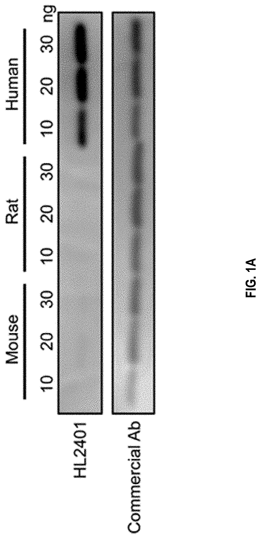 Compositions and methods for treatment of diseases involving cxcl1 function