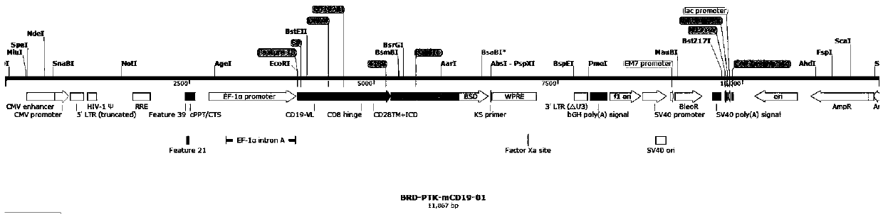 Method for preparing CAR-T cell from gamma delta T cell derived from umbilical cord blood, CAR-T cell and application