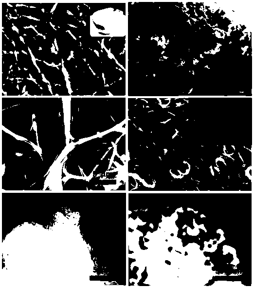 Method for manufacturing high-energy-density and high-power-density asymmetric supercapacitor based on eggshell inner membranes