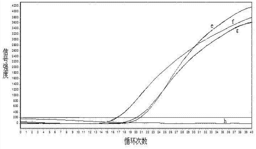 Primers, kit and pcr method for detecting polymorphism of apoe gene