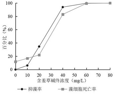 Plant alkaloid algaecide and application thereof