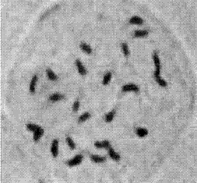 Method for rapidly obtaining autotetraploid wax gourds