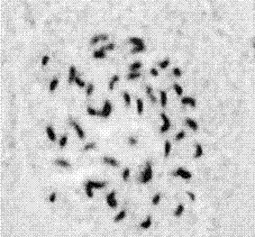 Method for rapidly obtaining autotetraploid wax gourds