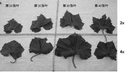 Method for rapidly obtaining autotetraploid wax gourds