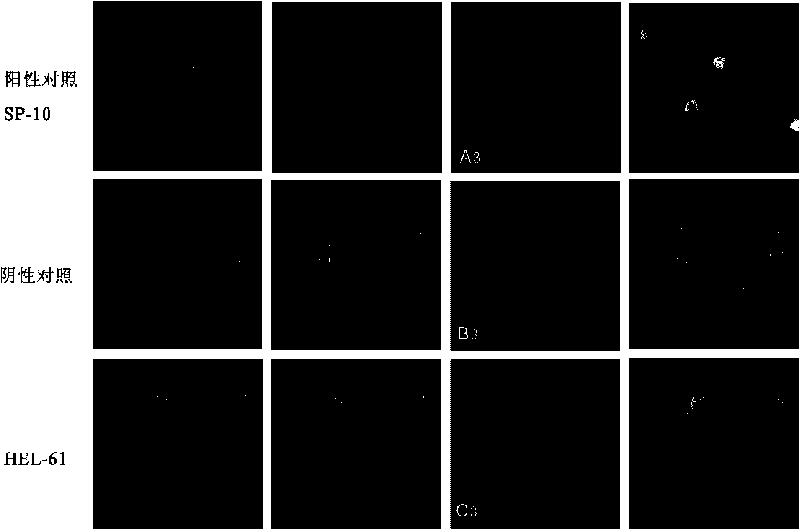 Human epididymis expression sperm binding protein HEL-61, encoding gene and application thereof