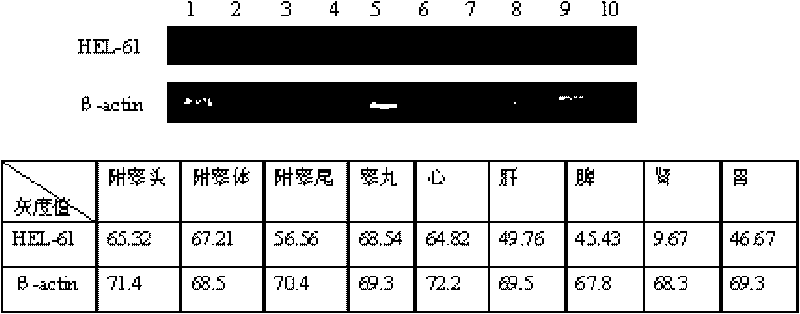 Human epididymis expression sperm binding protein HEL-61, encoding gene and application thereof