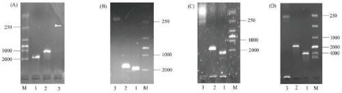 Malic enzyme recombinant bacteria and its construction method and application