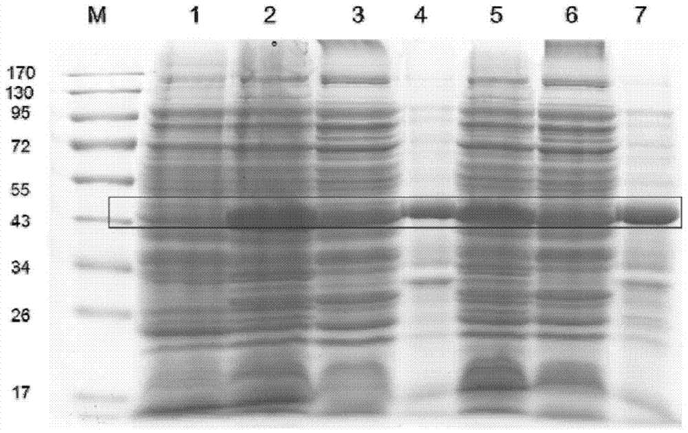 A kind of jellyfish jellyfish serine protease inhibitor and its coding gene and application