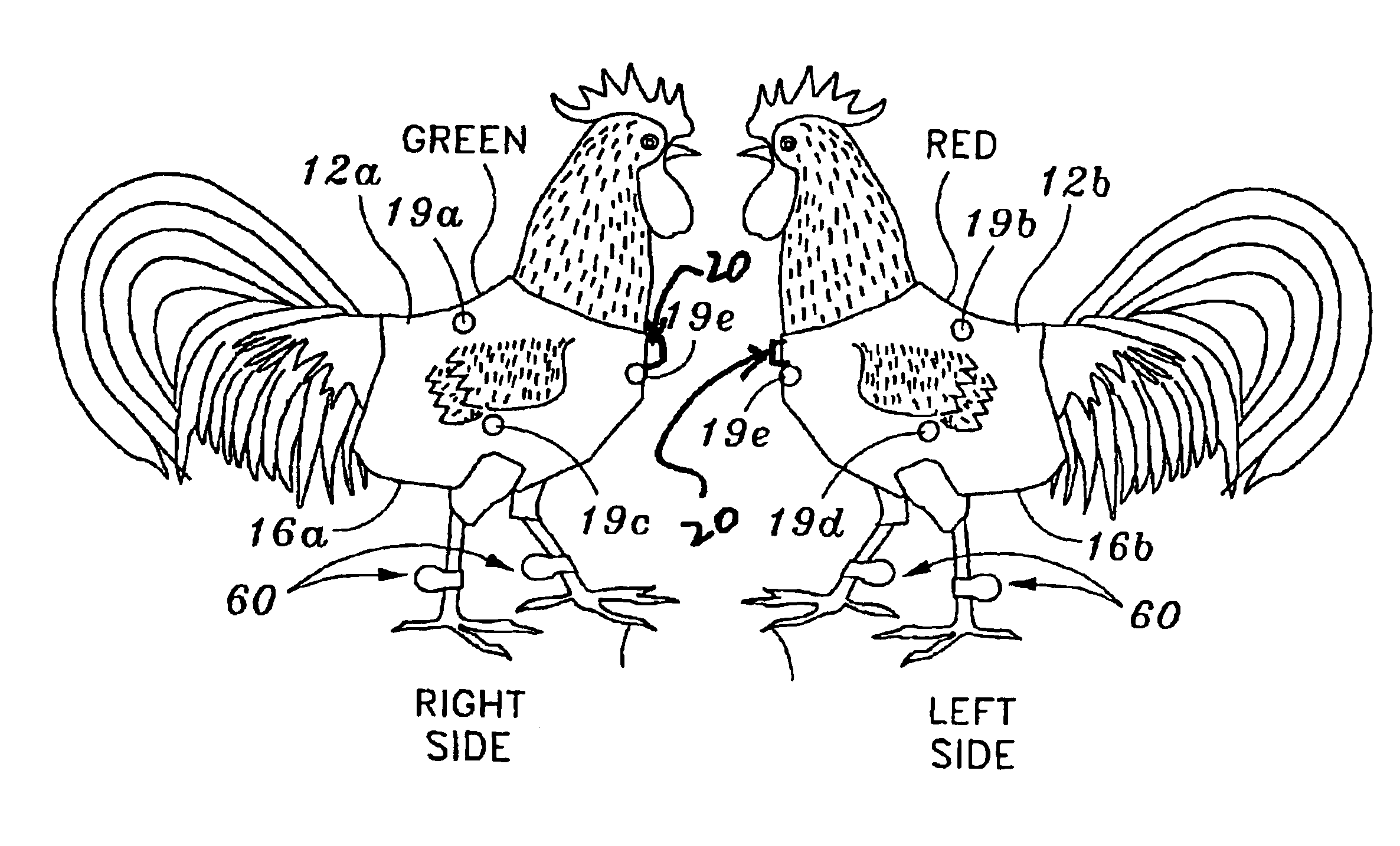 Non-lethal gamecock sparring match, equipment & methods