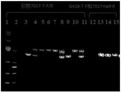 Method for improving extracellular pigment of Monascus