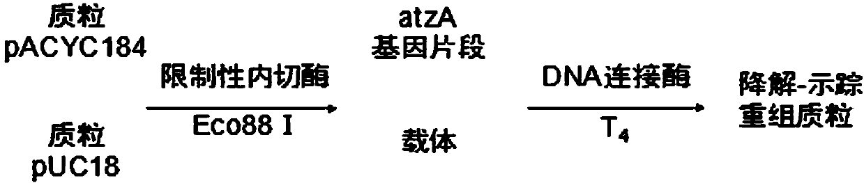 Plasmid with tracing property and capable of degrading atrazine, gene engineering bacteria and application thereof