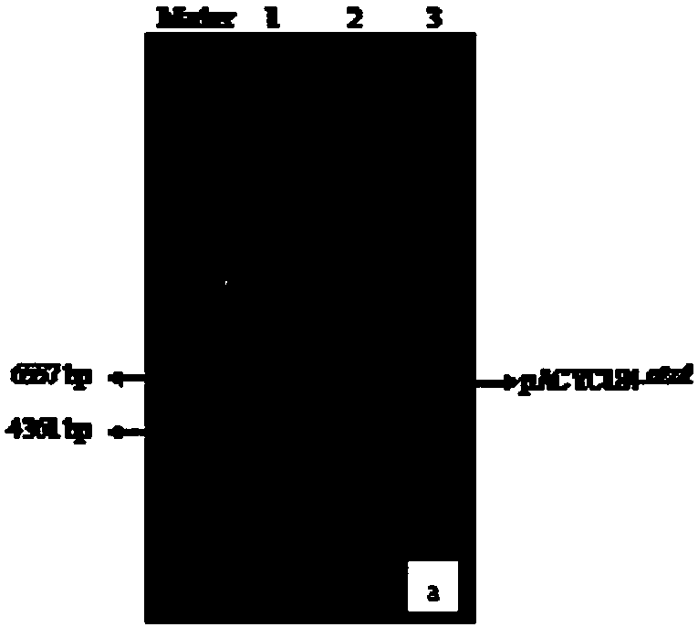 Plasmid with tracing property and capable of degrading atrazine, gene engineering bacteria and application thereof