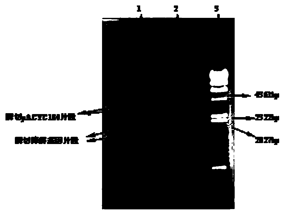 Plasmid with tracing property and capable of degrading atrazine, gene engineering bacteria and application thereof