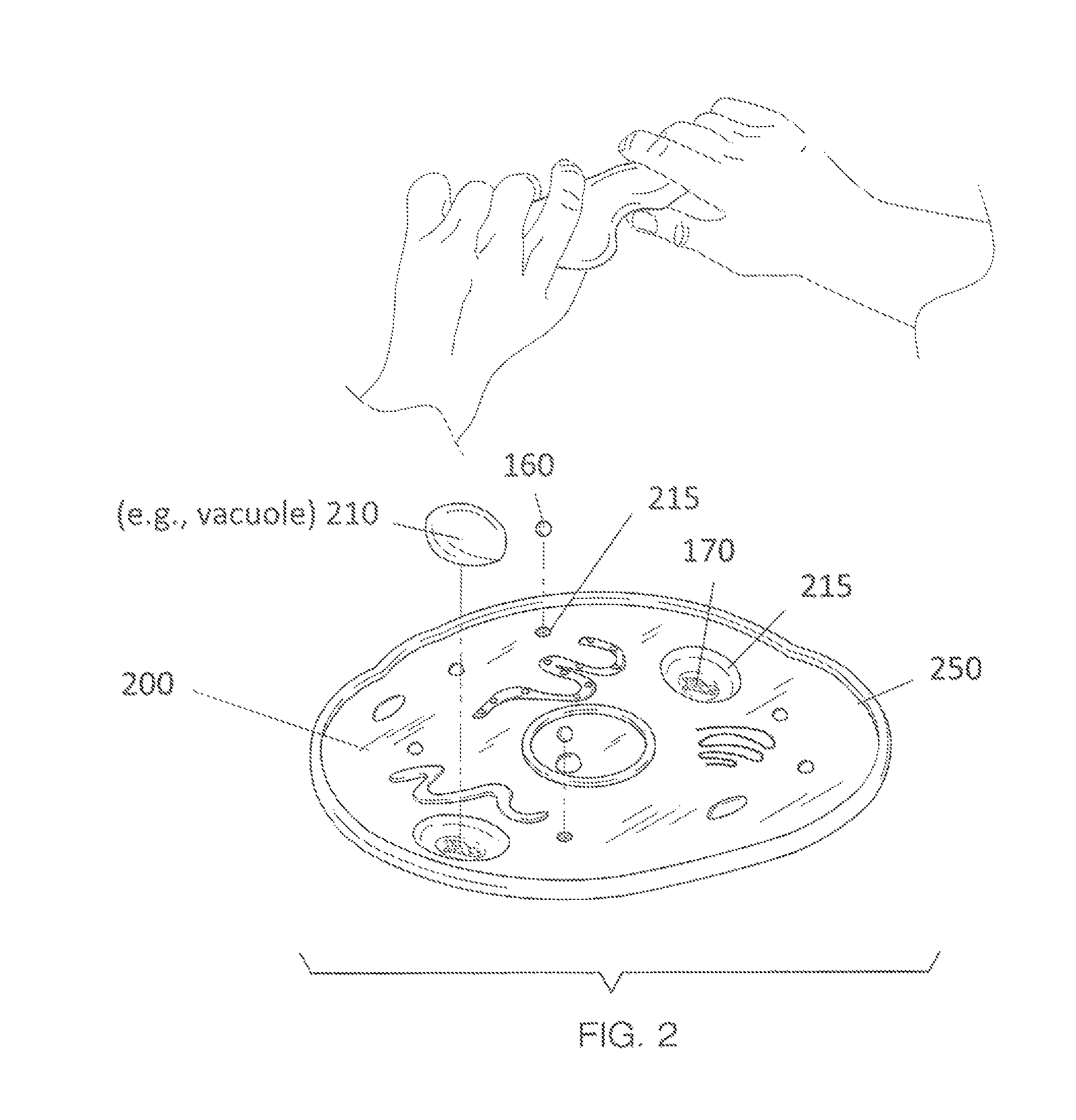 Kit for building a model of a cell