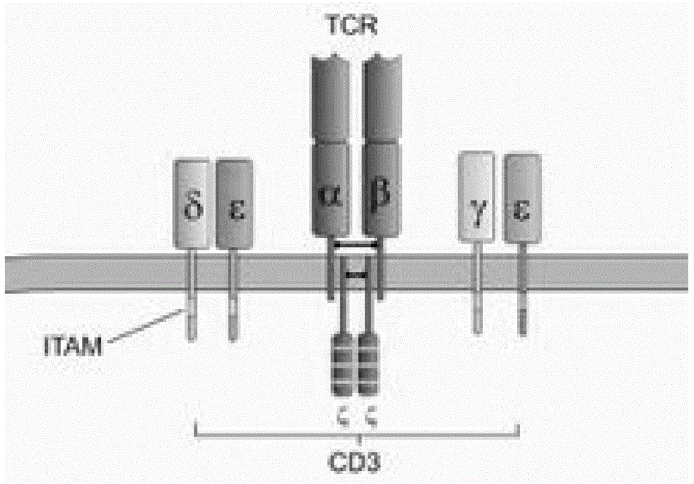 Construction and application of bispecific antibody CD133*CD3