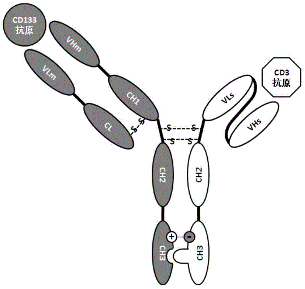 Construction and application of bispecific antibody CD133*CD3