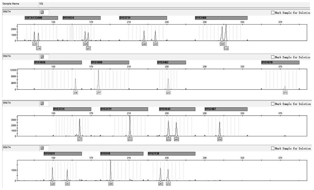 Composite amplification detection system for linked STR gene loci on human chromosomes I and II and application of composite amplification detection system