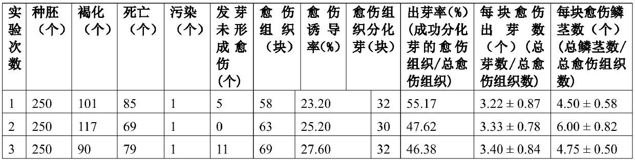 Tissue culture and bulb regeneration method of Xinjiang wild tulip