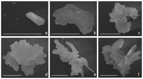 Tissue culture and bulb regeneration method of Xinjiang wild tulip