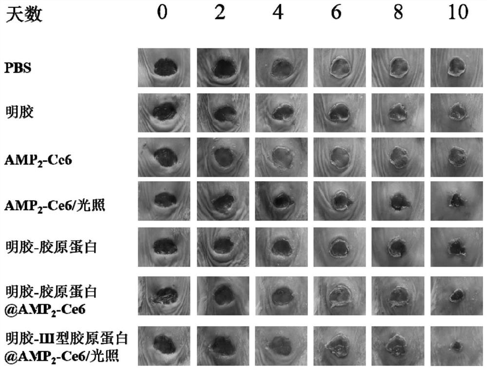 A composite hydrogel for promoting wound healing and its preparation method and application