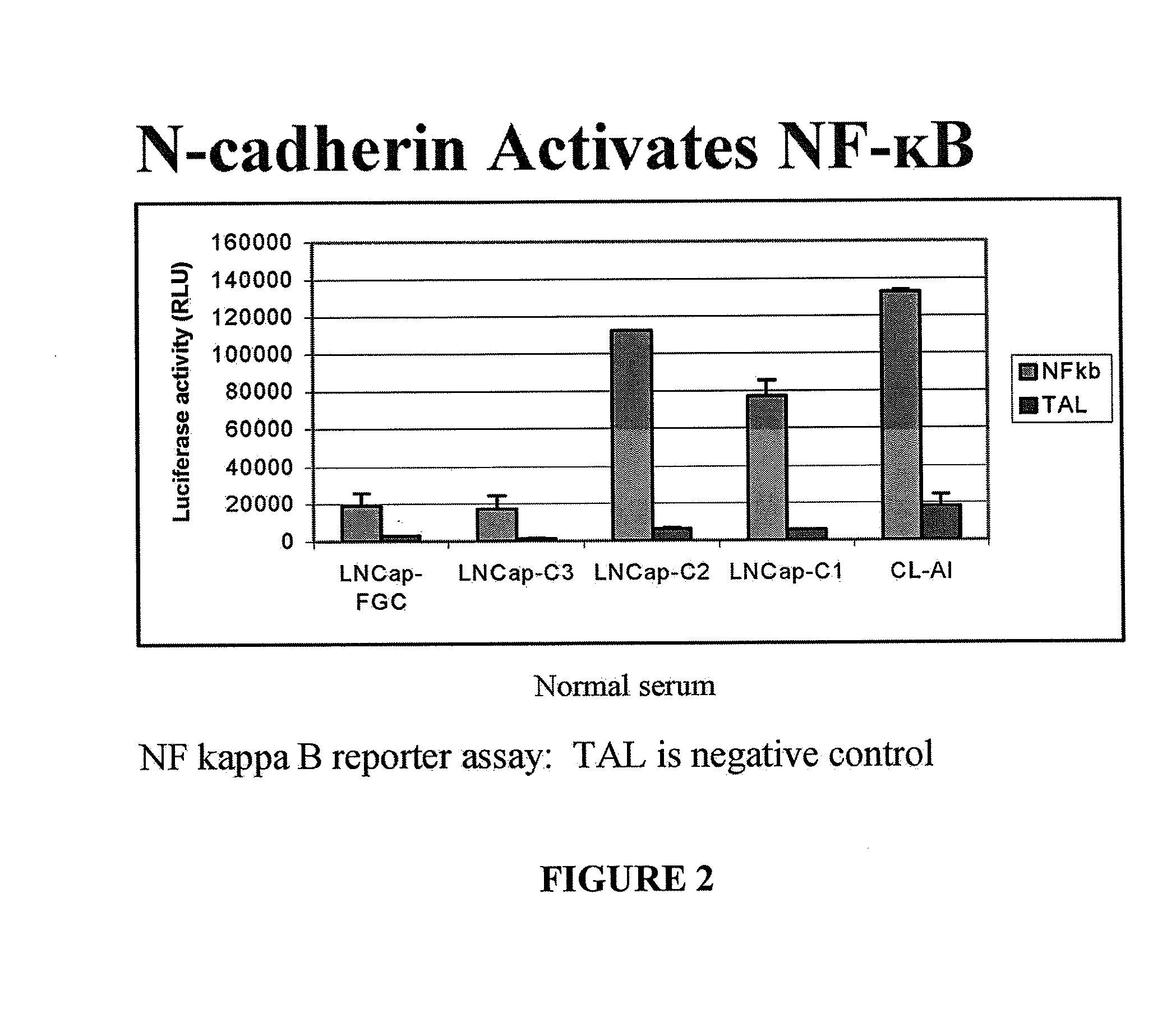 N-cadherin: target for cancer diagnosis and therapy