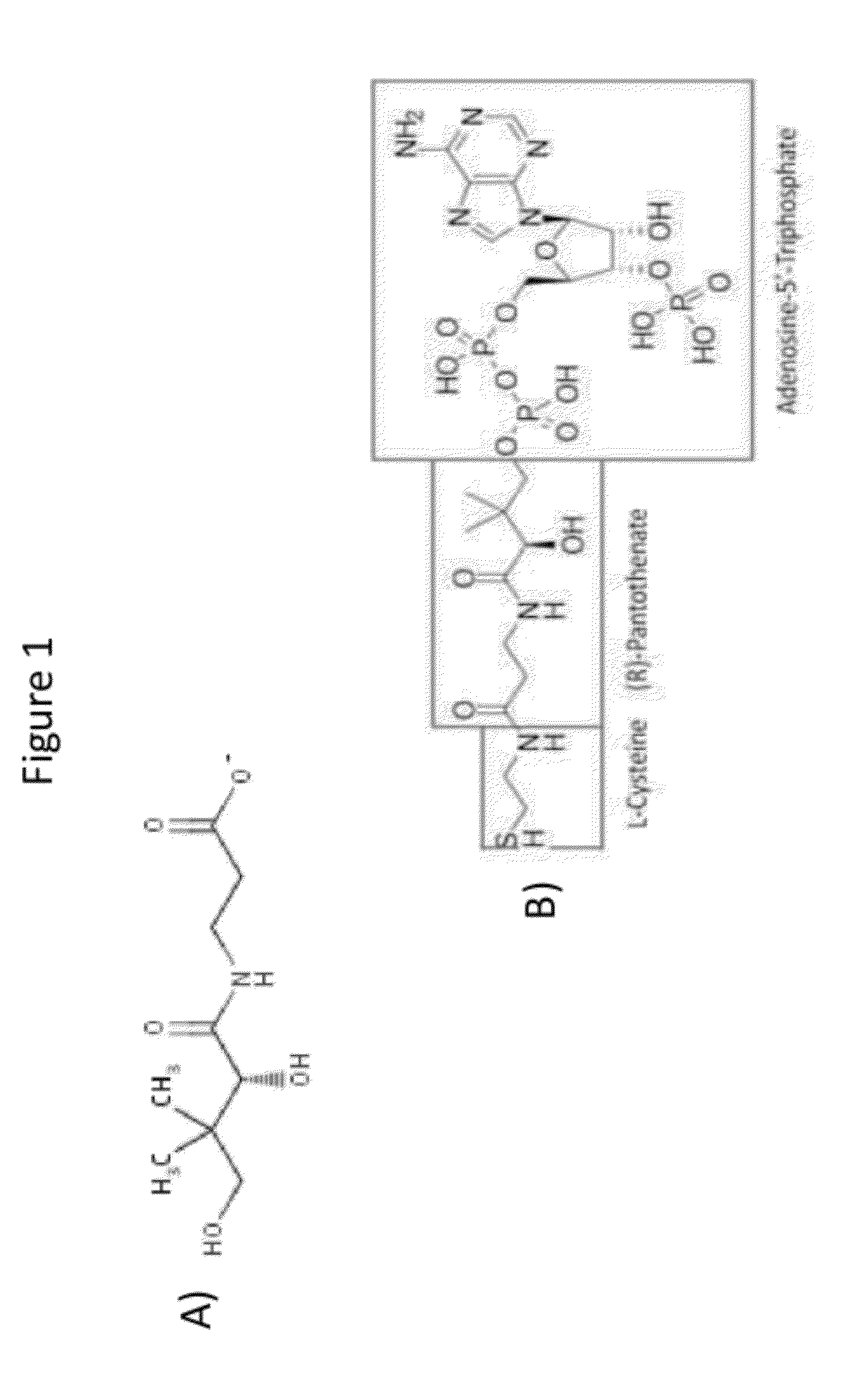 Production of acetyl-coenzyme a derived compounds