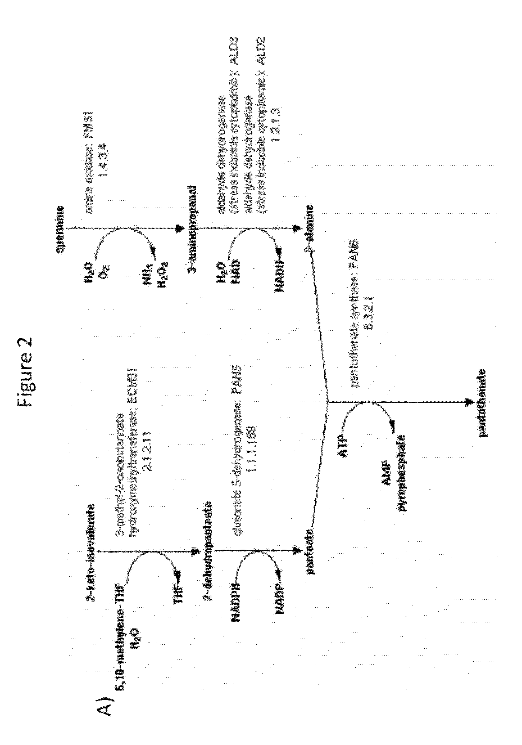 Production of acetyl-coenzyme a derived compounds