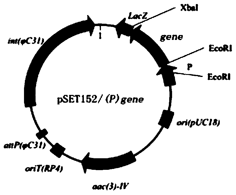 Recombinant ECB (echinocandin B) deacylase mutant and application