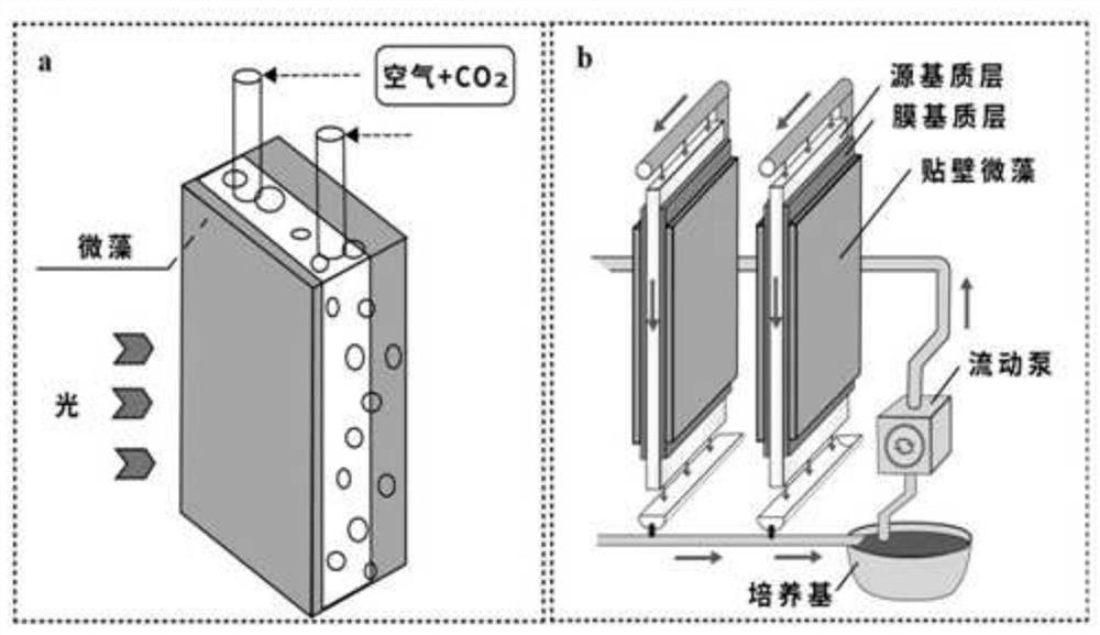 Method for preparing squalene by utilizing heterotrophic biological membrane adherent autotrophic culture of grape algae