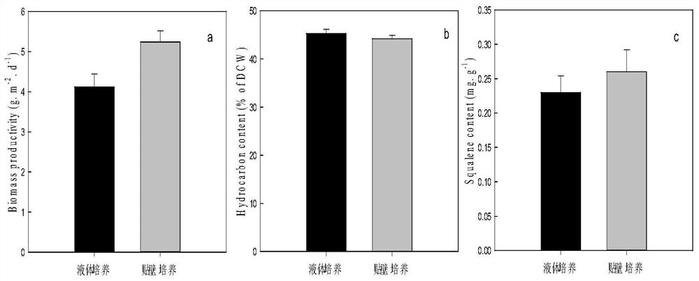 Method for preparing squalene by utilizing heterotrophic biological membrane adherent autotrophic culture of grape algae