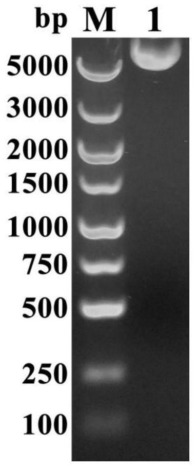 Construction method, encoded protein and application of a thermostable malate dehydrogenase gene