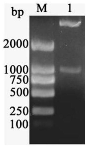 Construction method, encoded protein and application of a thermostable malate dehydrogenase gene