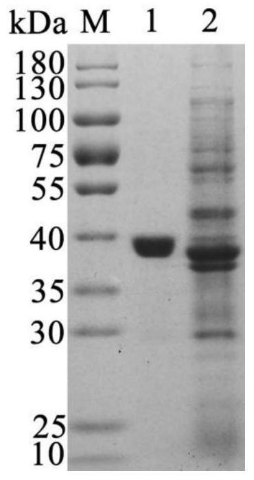 Construction method, encoded protein and application of a thermostable malate dehydrogenase gene