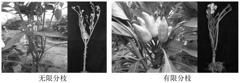 Molecular marker for identifying capsicum annuum branching types and application