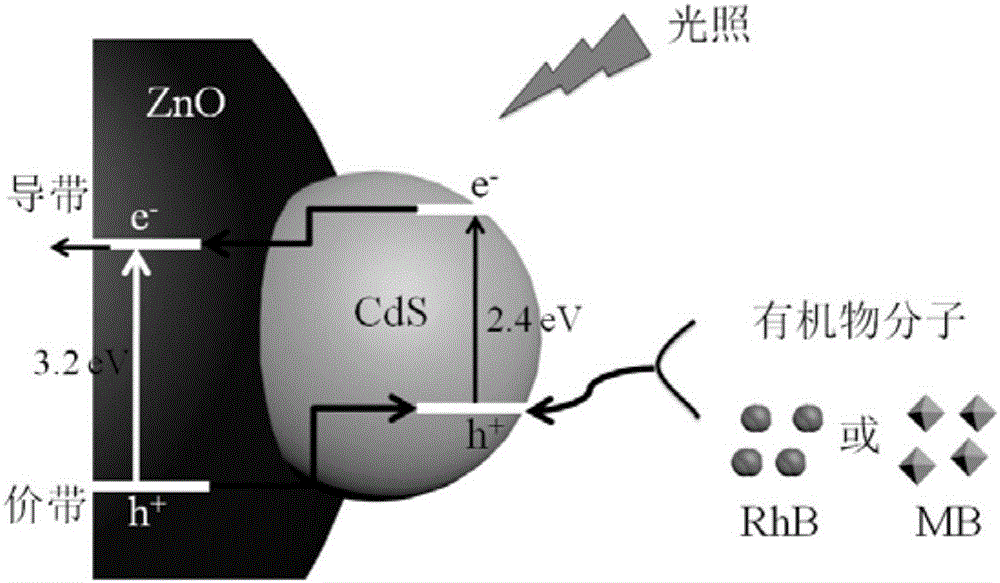 ZnO-CdS composite material and preparation method and application of ZnO-CdS composite material